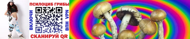 Купить где  Новочеркасск  Галлюциногенные грибы Psilocybe 
